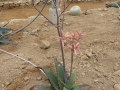 Aloe petrophila