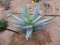 Aloe pillansii