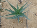 Aloe plicatilis X