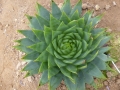 Aloe polyphylla