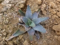 Aloe pratensis