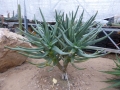 Aloe ramosissima