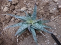 Aloe rauhii