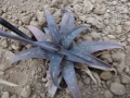 Aloe rebmannii