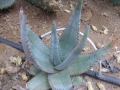 Aloe reitzii