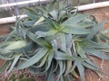 Aloe reynoldsii