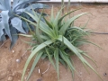 Aloe rigens