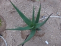 Aloe rivierei