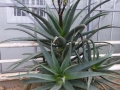 Aloe rupestris