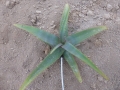 Aloe sabaea