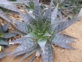 Aloe saponaria