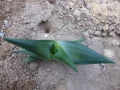 Aloe scobinifolia