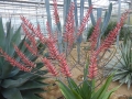 Aloe secundiflora