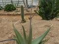 Aloe sheilae