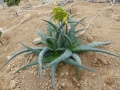 Aloe zubb