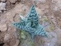 Aloe sladeniana