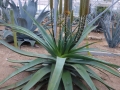 Aloe spicata