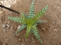Aloe squarrosa