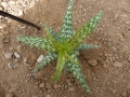 Aloe squarrosa