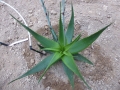 Aloe steffanieana