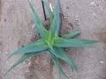 Aloe striata monstruosa