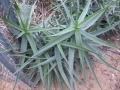 Aloe striatula