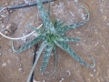 Aloe suffulta