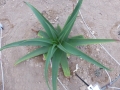 Aloe tauri