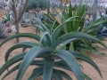 Aloe thraskii