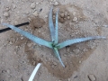 Aloe tulearensis