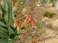 Aloe vacillans