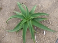 Aloe vanbarelii