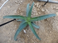 Aloe vaotsanda