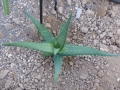 Aloe vera v.officinialis