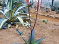 Aloe greatheadii var verdoorniae