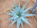 Aloe viridiflora