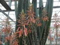 Aloe vogtsii