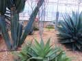 Aloe vogtsii