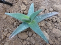 Aloe whitcombei