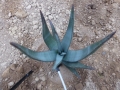 Aloe wickensii