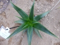 Aloe wilsonii