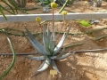 aloe capitata v. gneissicola