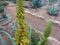 Aloe africana_redimensionner