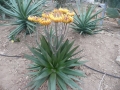 Aloe capitata_redimensionner