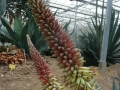 Aloe claviflora 1_redimensionner