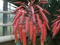 Aloe comptonii 1_redimensionner