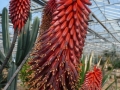 Aloe excelsa 1_redimensionner