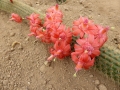 Borzicactus samaipatianus