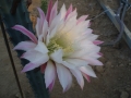 Cereus aethiops
