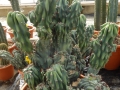 Cereus peruvianus monstruosus